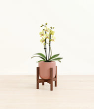Load image into Gallery viewer, Striped Rose Pink stand:walnut