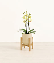 Load image into Gallery viewer, Almond Green stand:bamboo