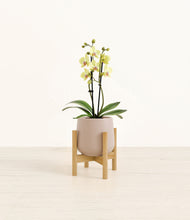 Load image into Gallery viewer, Eternal Gray stand:bamboo