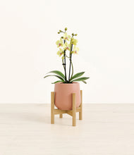 Load image into Gallery viewer, Calm Rose stand:bamboo