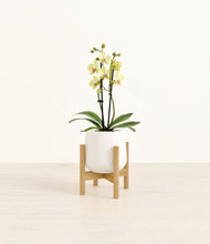 Load image into Gallery viewer, White stand:bamboo
