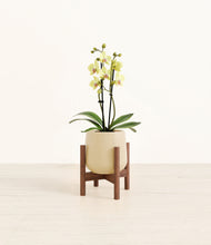 Load image into Gallery viewer, Almond Green stand:walnut