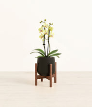 Load image into Gallery viewer, Black stand:walnut