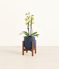 Load image into Gallery viewer, Deep Navy stand:walnut