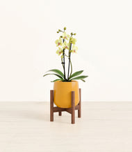 Load image into Gallery viewer, Mustard stand:walnut