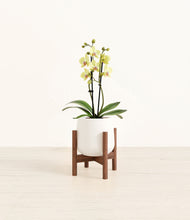 Load image into Gallery viewer, White stand:walnut