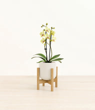 Load image into Gallery viewer, Cotton White stand:bamboo