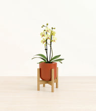 Load image into Gallery viewer, Glossy Red stand:bamboo