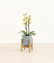 Load image into Gallery viewer, Misty Blue stand:bamboo