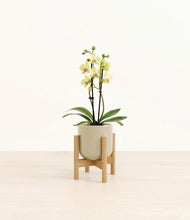 Load image into Gallery viewer, Sage Green stand:bamboo