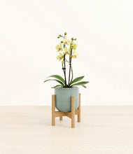 Load image into Gallery viewer, Reactive Aqua stand:bamboo