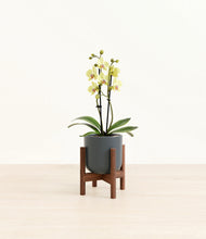 Load image into Gallery viewer, Iron Gray stand:walnut