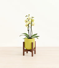 Load image into Gallery viewer, Key Lime Yellow stand:walnut