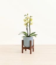 Load image into Gallery viewer, Misty Blue stand:walnut