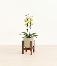 Load image into Gallery viewer, Sage Green stand:walnut