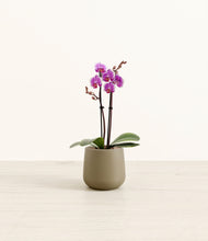 Load image into Gallery viewer, Olive*****Profile
