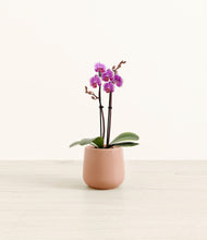 Load image into Gallery viewer, Calm Rose*****Profile