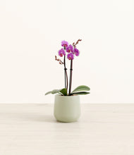 Load image into Gallery viewer, Turquoise*****Profile