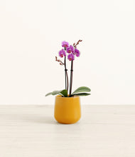 Load image into Gallery viewer, Mustard*****Profile