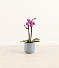 Load image into Gallery viewer, Misty Blue*****Profile