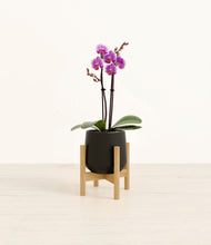 Load image into Gallery viewer, Black stand:bamboo