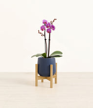 Load image into Gallery viewer, Deep Navy stand:bamboo