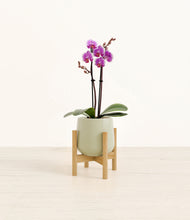 Load image into Gallery viewer, Turquoise stand:bamboo