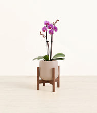 Load image into Gallery viewer, Eternal Gray stand:walnut