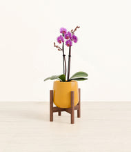 Load image into Gallery viewer, Mustard stand:walnut