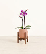 Load image into Gallery viewer, Calm Rose stand:walnut