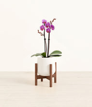 Load image into Gallery viewer, White stand:walnut