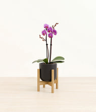 Load image into Gallery viewer, Stone Black stand:bamboo