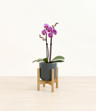 Load image into Gallery viewer, Iron Gray stand:bamboo