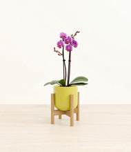 Load image into Gallery viewer, Key Lime Yellow stand:bamboo