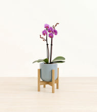 Load image into Gallery viewer, Misty Blue stand:bamboo