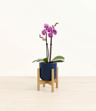 Load image into Gallery viewer, Twilight Blue stand:bamboo
