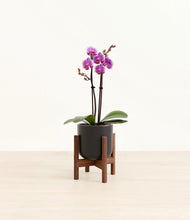 Load image into Gallery viewer, Stone Black stand:walnut
