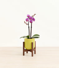 Load image into Gallery viewer, Key Lime Yellow stand:walnut