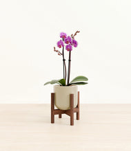 Load image into Gallery viewer, Sage Green stand:walnut