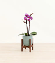 Load image into Gallery viewer, Reactive Aqua stand:walnut