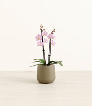 Load image into Gallery viewer, Olive*****Profile