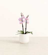 Load image into Gallery viewer, White*****Profile