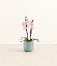 Load image into Gallery viewer, Misty Blue*****Profile
