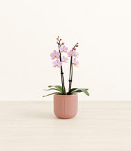 Load image into Gallery viewer, Striped Rose Pink*****Profile