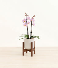 Load image into Gallery viewer, Snowdrift White stand:walnut