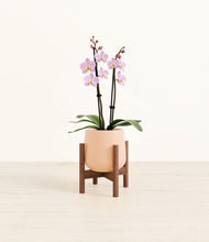 Load image into Gallery viewer, Gentle Pink stand:walnut