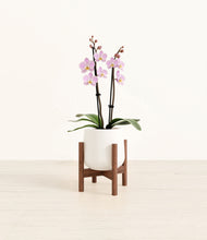 Load image into Gallery viewer, White stand:walnut
