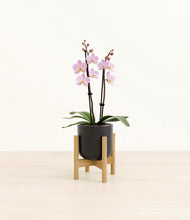 Load image into Gallery viewer, Stone Black stand:bamboo