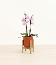 Load image into Gallery viewer, Glossy Red stand:bamboo