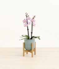 Load image into Gallery viewer, Reactive Aqua stand:bamboo
